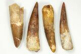 Clearance Lot: to Bargain Spinosaurus Teeth - Pieces #289424-1